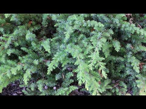 Shore juniper (Juniperus conferta) - Plant Identification