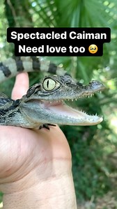 73K views · 88 reactions | Leave a comment to show some love to this Baby Caiman 凉❤️ The spectacled caiman is one of the most abundant species on earth. They can be found in Southern Mexico, Central America, & South America. They can also be found as an invasive species in Florida & the Caribbean. Fun Fact: I have a tattoo of one  #reptile #reptiles #reptilesofinstagram #reptilesofig #caiman | Daniel Perez | Facebook