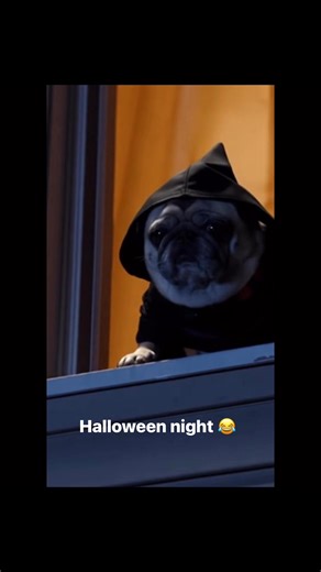 7.9K views · 217 reactions | Scary pug Halloween night 藍藍藍 #Halloween #pug #funny | Pug Philosophy | Facebook