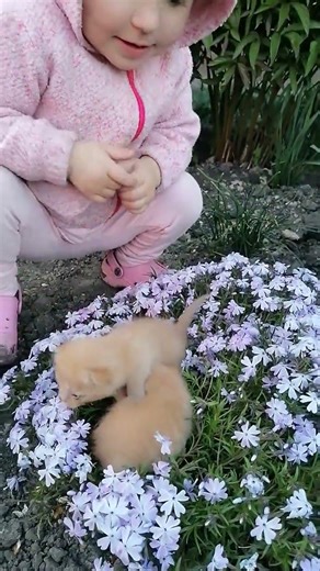 the cat