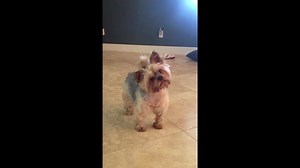22K views · 359 reactions | What's it like having a Yorkie | YORKIES | Facebook