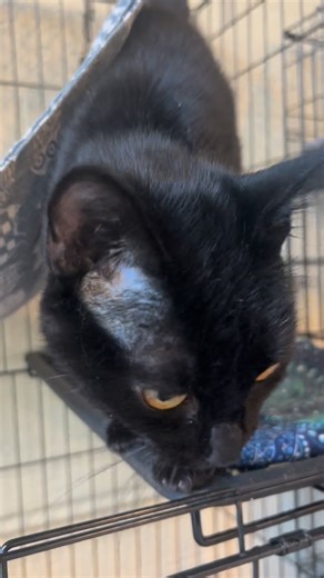 Cosmos feels like something is about to happen. Could it be her forever family is on their way? #adoptashelterpet #adoptdontnshop hcwanimalshelter.com 304-696-5551 | Huntington Cabell Wayne Animal Shelter