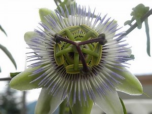 Genesi del fiore della passione: PassifloraCaeruleaFlower