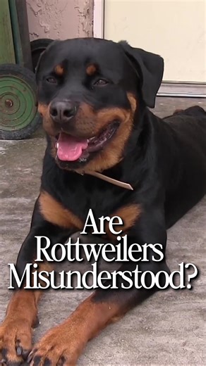 Rottweilers’s are one of the most misunderstood dog breeds alive. This isn’t a scare you, it’s to prepare you. Rottie owners what do people get wrong about your dog? ##rottweilersoftiktok##rottie##dogsoftiktok##dogbreeds##rottweilerpuppy