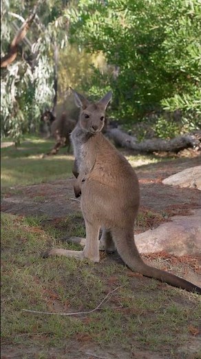 Celebrating Australian marsupials 🐨