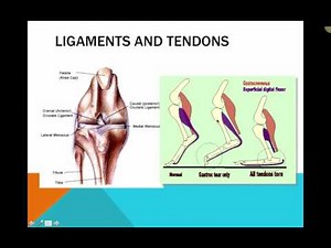 Musculature Canine and Feline (VETERINARY TECHNICIAN EDUCATIONAL VIDEO)