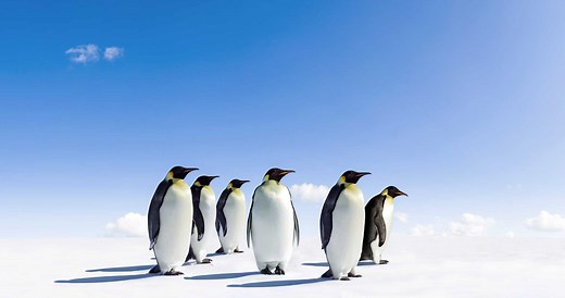 Discover 5 of the Countries and Regions Where Most Penguins Live