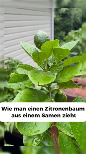 Zitronenbaum aus einem Samen ziehen 🍋🌱 Einfach, günstig und macht Spaß. Probier es aus 👇 #zitronenbaum #pflanzenliebe #garten #diy #growyourown | Kunge.gaertner