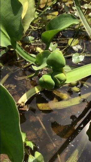 Conocida como berro o cebolla de chucho es una planta acuatica