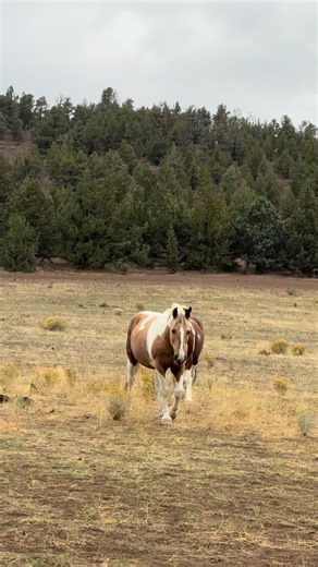 I’m at the Malibu ranch again today but wanted to post some boys we haven’t seen for a second and take a break from the new saves to remember some old saves. Apollo and his two sons Aslan and Hermes coming to breakfast and looking so gorgeous. I am not sure we have ever adopted a horse who took the loss of his freedom and family harder than Apollo and thank goodness we were able to save his two sons and his lead mare Hera. When we reunited Hera and Apollo sadly Aslan stole her and Strongheart an