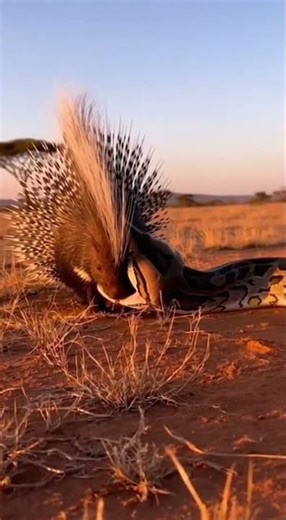 Fearless Porcupine Makes Giant Python Regret Epic Battle Victory #wildlife #nature #animals