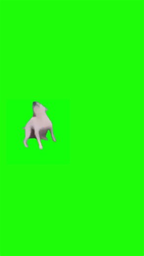 Fond vert chien sui danse #fondvert #chien #pourtoi #foryou #fypシ