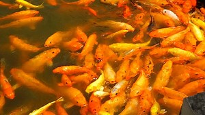 Fish, Goldfish, Swimming. Free Stock Video