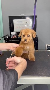 #cavapoo #doggrooming | Dogs by Logan