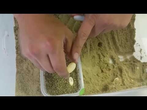 Bearded Dragon Egg Incubation