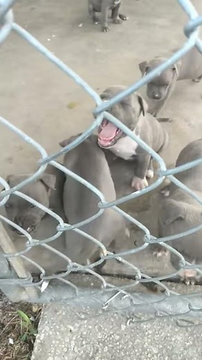 Blue pitbull puppies
