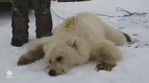 Grolar or pizzly? Experts say a rare grizzly-polar bear hybrid was shot in Nunavut: http://www.cbc.ca/1.3586738 | CBC News