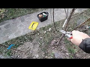 Tăieri la un păr columnar