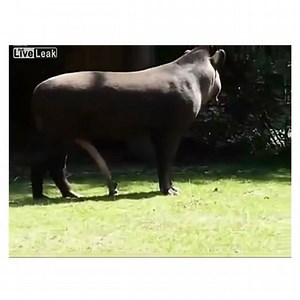 This animal is called a "Tapir" and as you can see it has such a large prehensile penis that it uses it to scratch an itch... #PenisGoals #JustTheTip | Laugh and Inspire