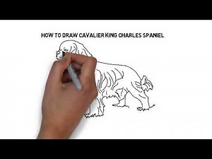 How to draw Cavalier King Charles Spaniel