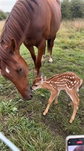 Orphaned Fawn Finds Unexpected Mother in Horse #animalrescue #heartwarming #wildlife