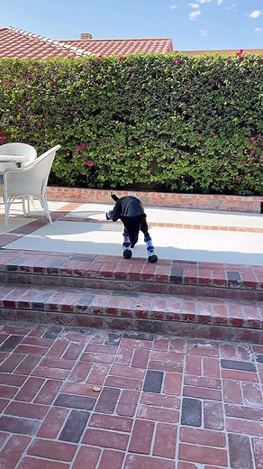 Step by step Elliot regains his freedom. From not being able to walk only crawl for over a year this boy is never giving up! Stray Dog Support Inc. MIGOS DOG California State University, Dominguez Hills Coastal Prosthetics and Orthotics LIMBitless Possibilities Furever Rescue Foster | The Unstoppable Dogs