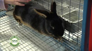 Can't make it to the PA Farm Show? Watch the events LIVE and on demand with the PCN app on your mobile, Roku, and Fire TV devices. Start streaming your favorite events now at pcntv.com | Pennsylvania Cable Network