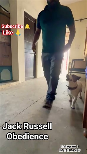 Jack Russell terrier Puppy Training | Obedience | #jackrussellterrier #terriers #dogshorts #puppy