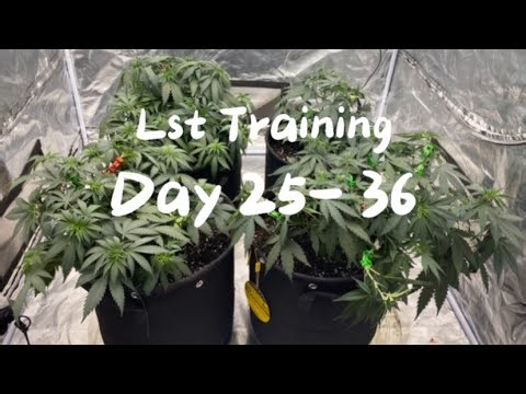 Lst Training For Photoperiods Day 25-36!