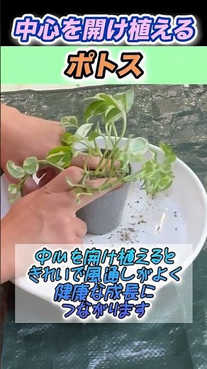 【中心を開けて植えるポトス】#植え替え #ポトス #つる系植物 #観葉植物 #観葉植物の育て方 #やってみた #観葉植物の土 #観葉植物初心者