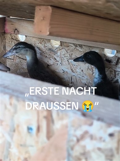 Entenstall: Erste Nacht mit Küken und Chaos