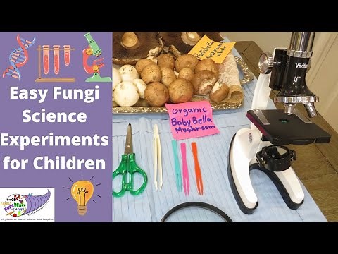 Easy Fungi Science Experiments for Children