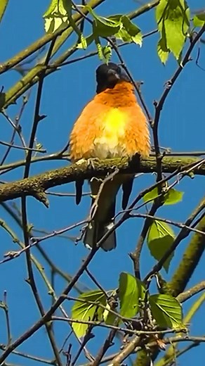 Good morning... 🥳🥳 Black-headed grosbeak singing #reels #bird #singing #nature | Okicau