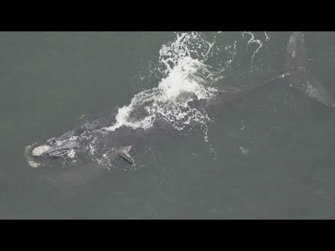 A right whale and her calf were spotted in Florida waters. Here's why that's important.