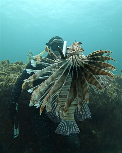 92K views · 948 reactions | Spearfishing Lionfish to Save the Reef | Ryan Myers Spearfishing | Facebook