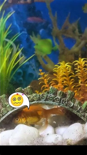 #goldfish funny moments! 😁