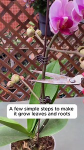 Breeding orchids is easy #backyardgardening #gardeninglife #vegetablegardening #vegetablegarden #gardeningtips #gardeninglove #organicgardening #gardensofinstagram #gardenideas #urbangardening #gardeningistherapy #gardeninggoals #homegardening #gardeninspiration #lovegardening #gardeningisfun #countrygarden #veggiegarden #happygardening | Garden Ideas