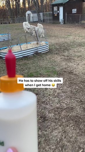 Guardian Dog Protects Baby Goats - Watch All My Great Pyrenees!