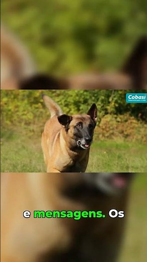 Belgian Shepherd: intelligence and courage