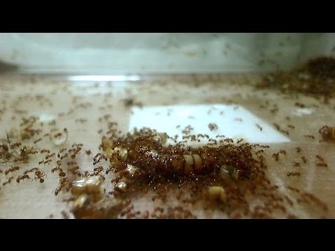 What Really Happens When Ants Find Food?