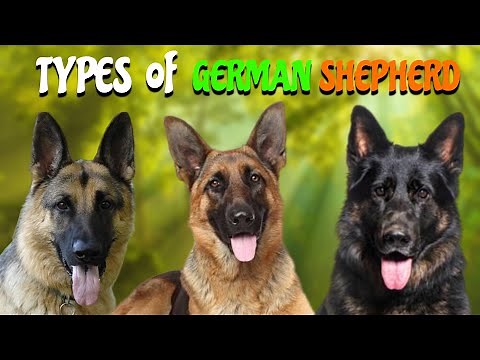 15Different Types of German Shepherd - Which is Right for You?