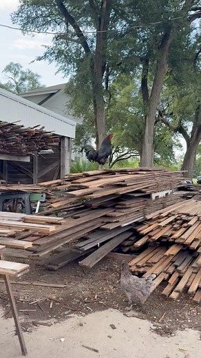 3K views · 174 reactions | Hard to get things done around here sometimes! Lol. #farming #reclaimedwood #chickens #familybusiness #Kansas | Tyler Christman | Facebook