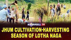 436K views · 19K reactions | Jhum Cultivation- Harvesting Season Of Lotha Naga Follow HornbillTV for latest updates Watch HornbillTV on ACC Channel No. 15, Airtel Channel 650, JIOTV, GTPL 982, NXT Digital Channel no 144, CITY CABLE 139, Pentagon, Hornbill Digital. #JhumCultivation #harvest #LothaNaga #agriculture #Nagas #Nagaland | HornbillTV | Facebook