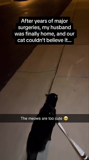 Heartwarming Cat Reunion with Owner