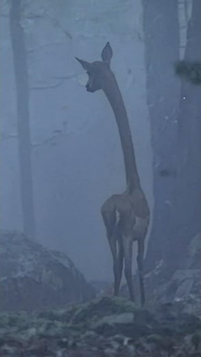 The "Not-Deer" is a terrifying mutation from the Appalachian Mountains