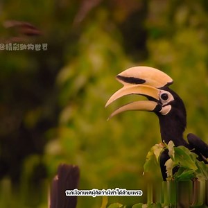 331K views · 5.2K reactions | นกเงือกตัวเมียได้เลือกคู่ที่เหมาะสมและกินอาหารได้ดีนับตั้งแต่นั้นเป็นต้นมา | Zono - bot | Facebook