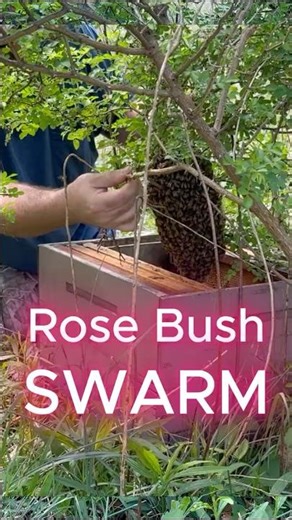 Shaking a SWARM Out of a Multiflora Rose Bush