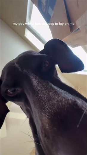 Dog Comforts Its Owner – So Touching & Heartwarming!