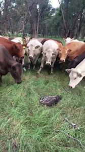 Scary | Instant Regret