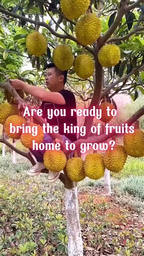 156K views · 1.8K reactions | Durian Fruit Tree | Terra Nursery | Facebook